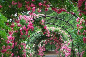 Tunel z kwitnących kwiatów na pergoli.