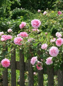 Różowe róże w ogrodzie.