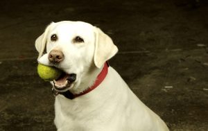 Pies z piłką