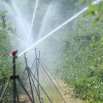 Nawadnianie sadów - systemy nawadniające sad nad i podkoronowe